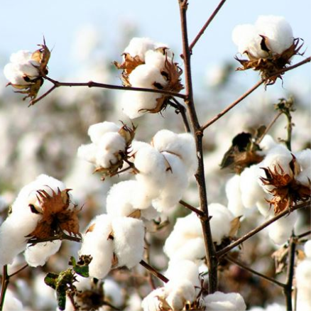 Cotton Flower